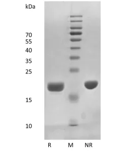 Recombinant Human Interleukin-11