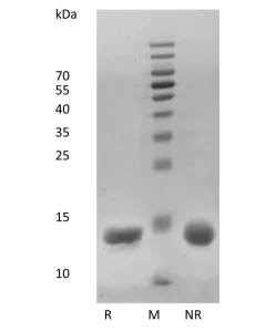 Recombinant Human Interleukin-3