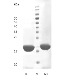 Recombinant Human Interleukin-6