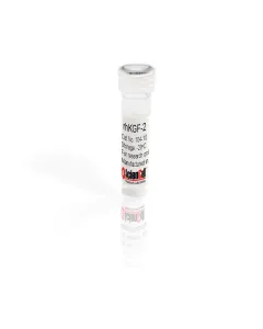 Recombinant Human Keratinocyte Growth Factor-2
