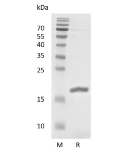 Recombinant Human Leukemia Inhibitory Factor