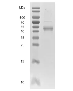 Recombinant Human NFkB