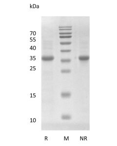 Recombinant Human Wnt-3a Protein, E. coli Derived