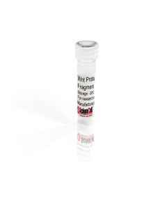 Recombinant Human Wnt-3a Protein Fragment 216-352
