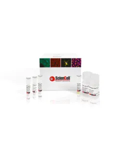 Telomerase Activity Quantification qPCR Assay Kit