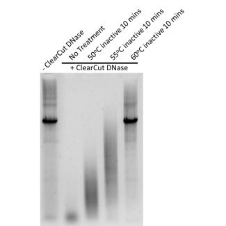 2 μg of double-stranded DNA was incubated with differently treated ClearCut DNase at 37°C for 1 hour.