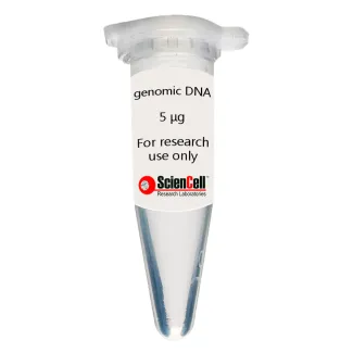 Human Brain Microvascular Endothelial Cell Genomic DNA