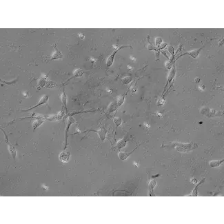 Human Neurons-brain stem (HN-bs) - Relief contrast, 400x.
