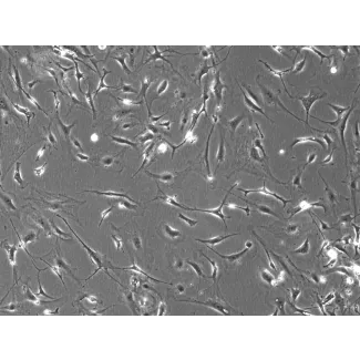 Mouse Dermal Fibroblasts (MDF)- Phase Contrast, 100x