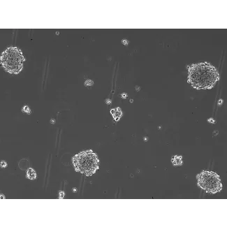Ready-to-use 3D MSC Spheroids at Day 1 post thawing