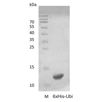 Recombinant Human 6xHis-Ubiquitin