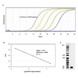 hTERT 引物对的质量评估 (A) 使用梯度稀释的 hTERT 模板进行 qPCR 扩增所获得的扩增曲线。(B) 通过标准曲线推导 hTERT 引物对的 qPCR 扩增效率。(C) 通过凝胶电泳分离 hTERT qPCR 产物。