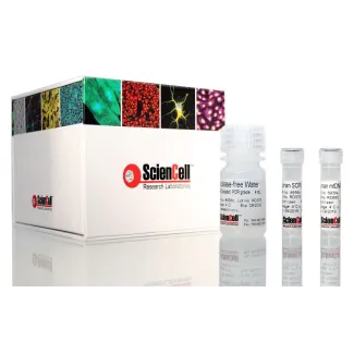 人线粒体DNA拷贝数相对定量 qPCR 检测试剂盒
