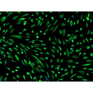 人诱导多能干细胞来源星形胶质细胞&mdash;&mdash;GFAP 免疫染色