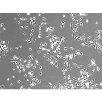 大鼠脾脏巨噬细胞（RSMa）——相差显微成像，100×
