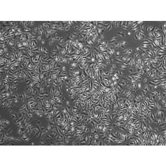 小鼠脾脏巨噬细胞（MSMa）——相差显微成像，200×
