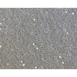 牛口腔成纤维细胞（BOF） - 相差显微镜，100X