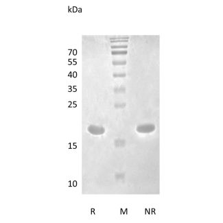 重组人白介素-1β