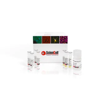 Absolute Mouse Telomere Length and Mitochondrial DNA Copy Number  Dual Quantification qPCR Assay Kit 