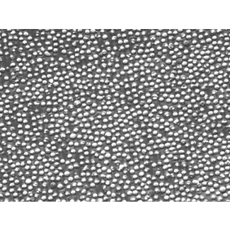 小鼠脾细胞（MS）——浮雕相差，400×
