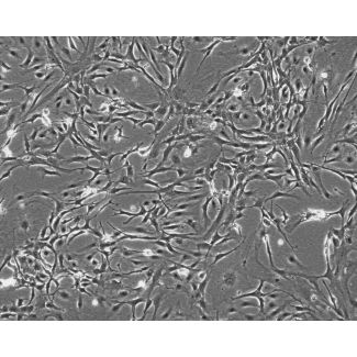 小鼠垂体细胞（MPC）&mdash;相差显微镜，100&times;