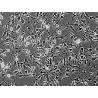 小鼠施旺细胞（MSC）— 相差显微镜图像，200×倍放大。