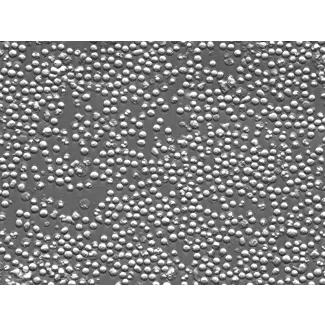 小鼠脾细胞（MS）——浮雕相差，400×
