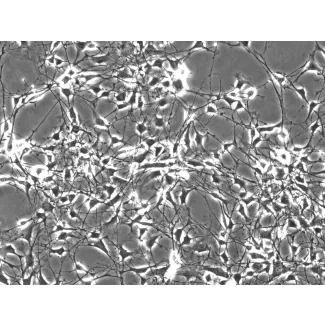 小鼠施旺细胞（MSC）— 相差显微镜观察，200×放大。
