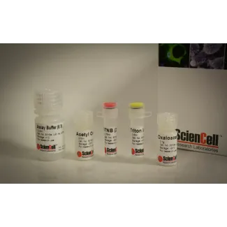 Citrate Synthase Assay