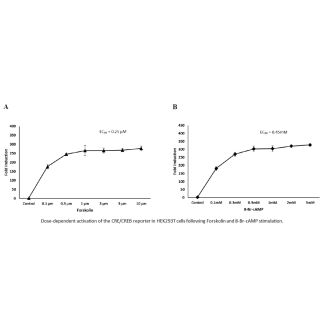 CRE/CREB 双报告载体