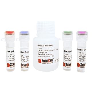 DNase 活性测定 – 荧光法