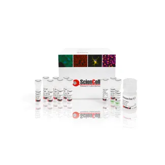 GeneQuery™ HLA-B PCR+Sanger SBT 分型试剂盒