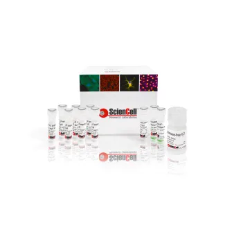 GeneQuery™ HLA-C PCR+Sanger 基于序列分型（SBT）试剂盒
