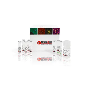 GeneQuery™ HLA-DQB1 PCR+Sanger SBT Typing Kit 