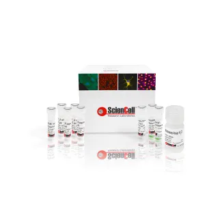 GeneQuery™ HLA-DRB1 PCR+Sanger SBT Typing Kit 