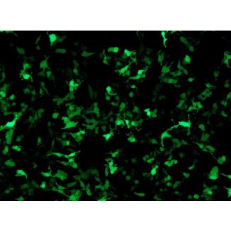 HRE GFP Reporter Vector