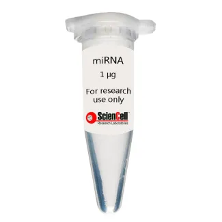 Human Cardiac Myocyte-adult MicroRNA