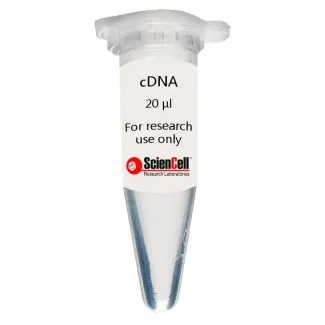 Human Dermal Fibroblast-fetal-mitomycin C treated cDNA