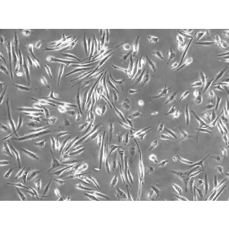 Human Microglia (HM) - Phase contrast 100X