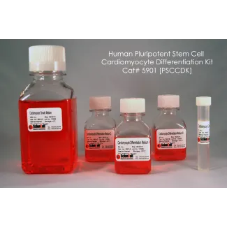  Human Pluripotent Stem Cell Cardiomyocyte Differentiation Kit, 50 ml