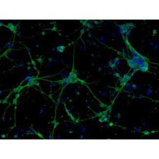 Mouse Neurons-forebrain from C57BL/6