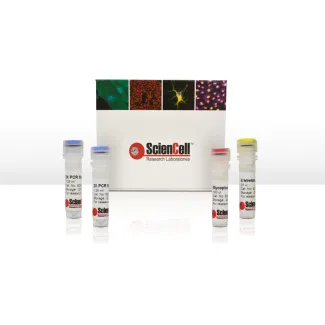 Mycoplasma PCR Detection Kit - Mycoplasma PCR Test