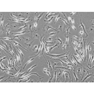 Rat Macrophage (RMa-bm) - Phase contrast, 200x.
