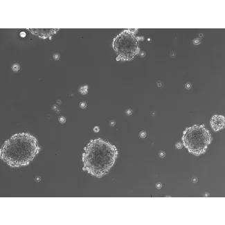 Morphology of 3D Mini-Kidney Spheroids at Day 1 Post Thawing