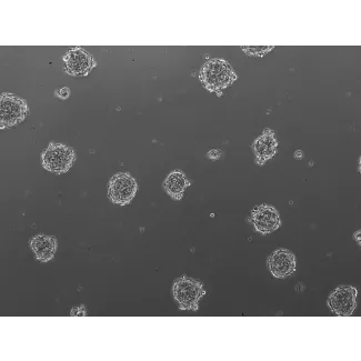 3D human renal proximal tubular epithelial spheroids at day 1 post thawing