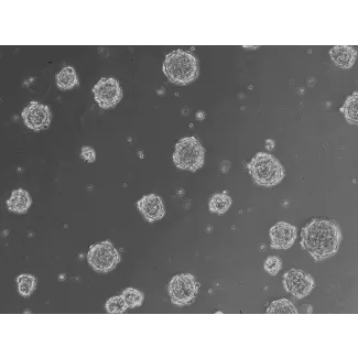At 24 h post thawing - Osteoblast and endothelial cells co-culture spheroids.
