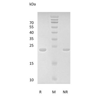 Recombinant Human Fibroblast Growth Factor 8