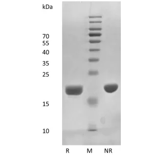 Recombinant Human Interleukin-11