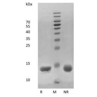 Recombinant Human Interleukin-3