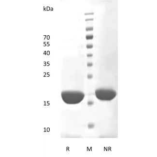 Recombinant Human Interleukin-6